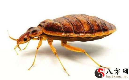 梦见臭虫 梦见臭虫