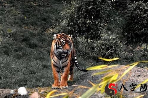 梦见老虎追着我跑